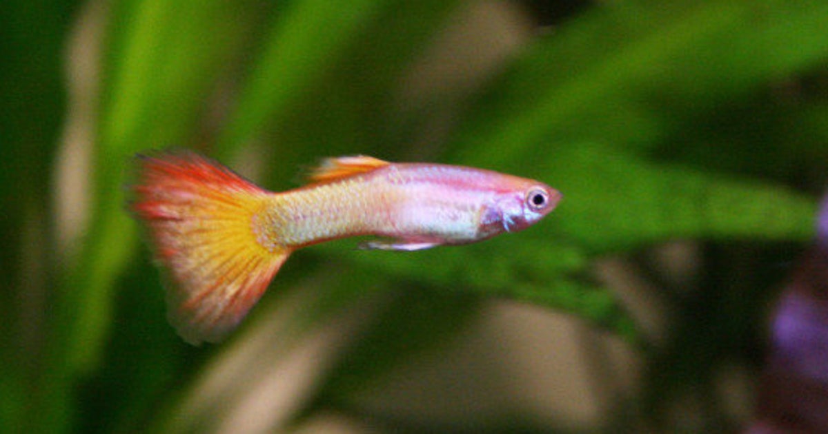 Le Guppy Le Poisson Qui Peut Se Reproduire Apres Sa Mort Le Huffpost