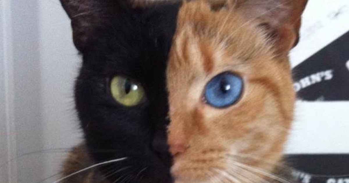 Venus Alias Double Face Le Chat Qui Fait Le Tour Du Web Photos Video Le Huffpost
