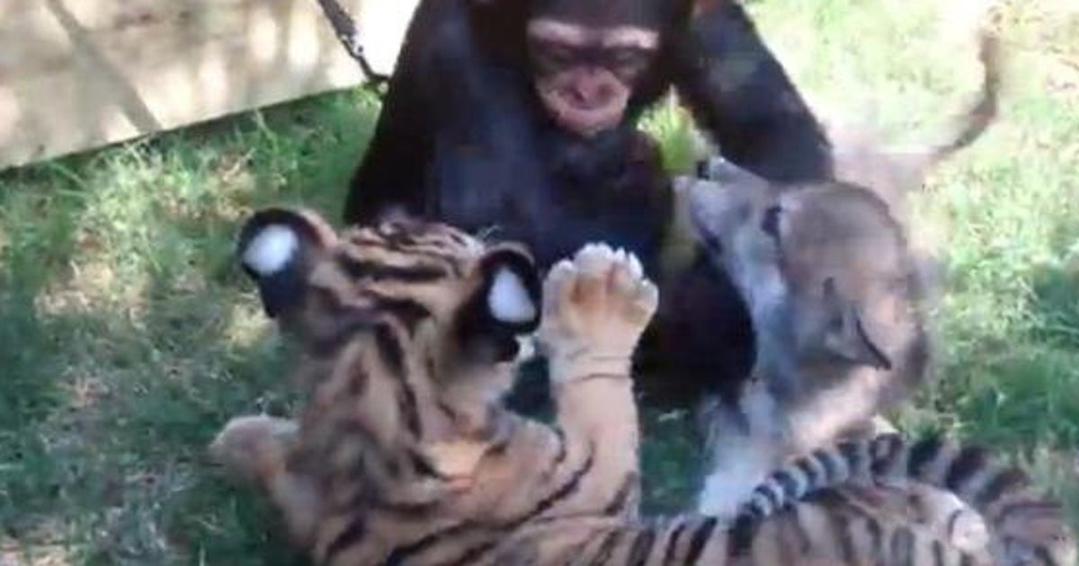 Video Animaux Un Bebe Chimpanze Joue Avec Un Louveteau Et Un Tigreau Le Huffpost