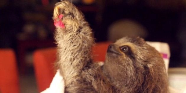 Video Un Bebe Paresseux Du Costa Rica Fait Fondre Le Web Le Huffpost Video Un Bebe Paresseux Du Costa Rica Fait Fondre Le Web Le Huffpost