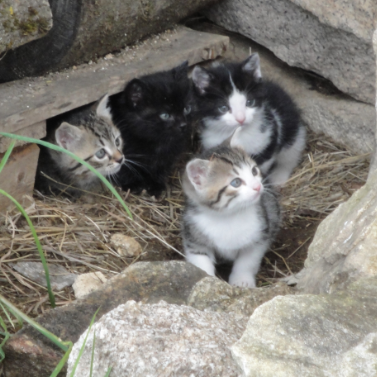 Le Pouvoir Du Kawaii Sur La Concentration Le Huffington Post Life