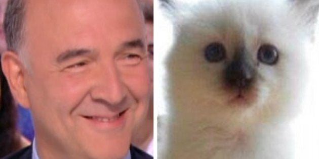 Video Hamlet Le Chat Mignon Qui Fait Craquer Pierre Moscovici Le Huffpost