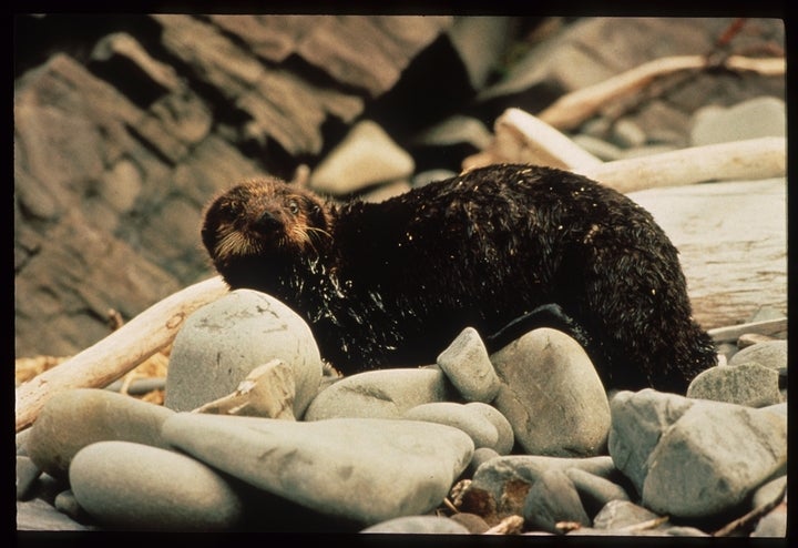 An otter coated in oil.