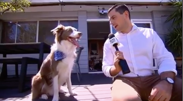 Stanley the border collie, media darling.