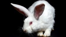 University Of Michigan Accused Of 'Negligence' Over Lab Animal Deaths, Missing Rabbit