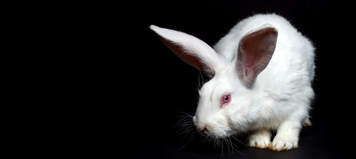 A rabbit with altered DNA (not pictured) mysteriously vanished last year at a University of Michigan lab, a new report shows.