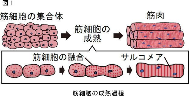 筋細胞の成熟過程