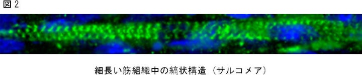 細長い筋組織中の縞状構造（サルコメア）