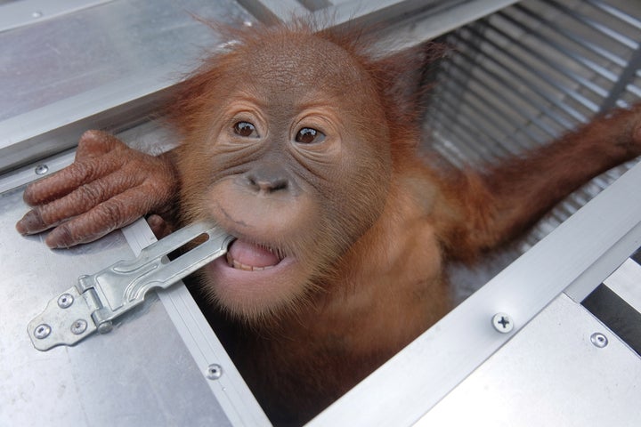 This two-year-old orangutan, pictured on Saturday, was found sedated in a Russian tourist's suitcase at the Bali airport, Ind