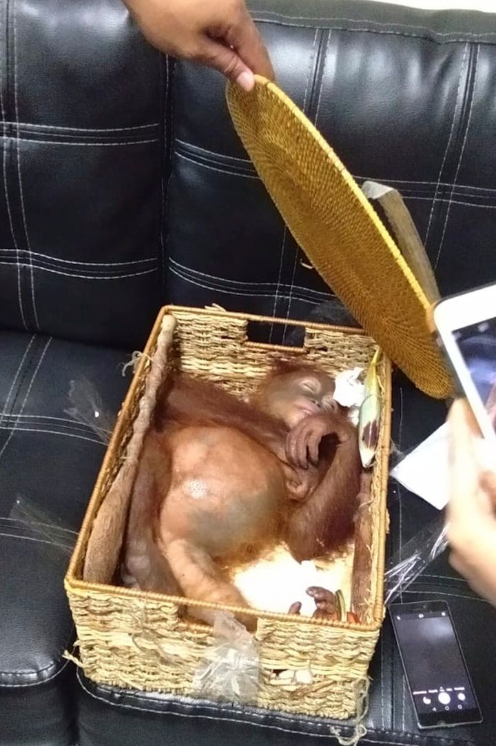 The orangutan was found asleep inside a rattan basket in Zhestkov's suitcase, the officials said.