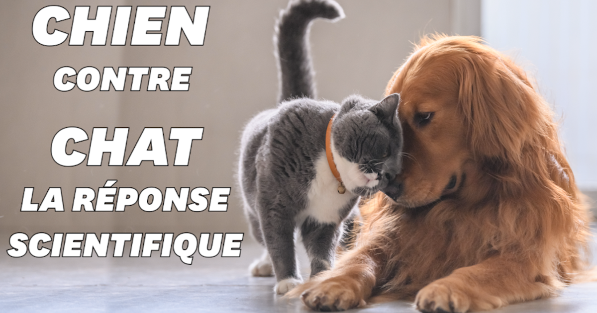 Vous Preferez Les Chiens Aux Chats Voila Pourquoi Le Huffpost