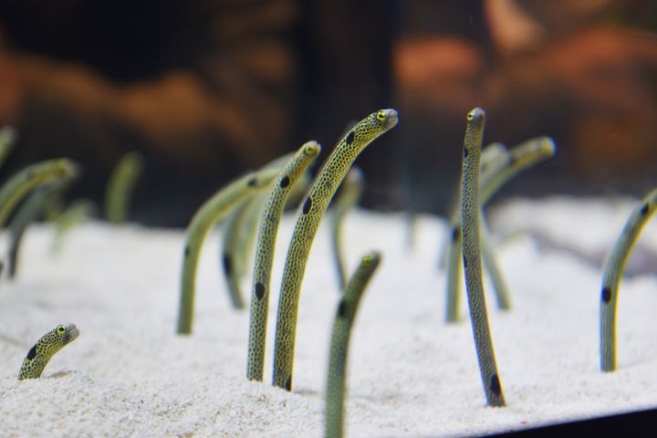 チンアナゴが水槽の砂地から首を伸ばしている様子＝2017年11月11日、東京都墨田区のすみだ水族館