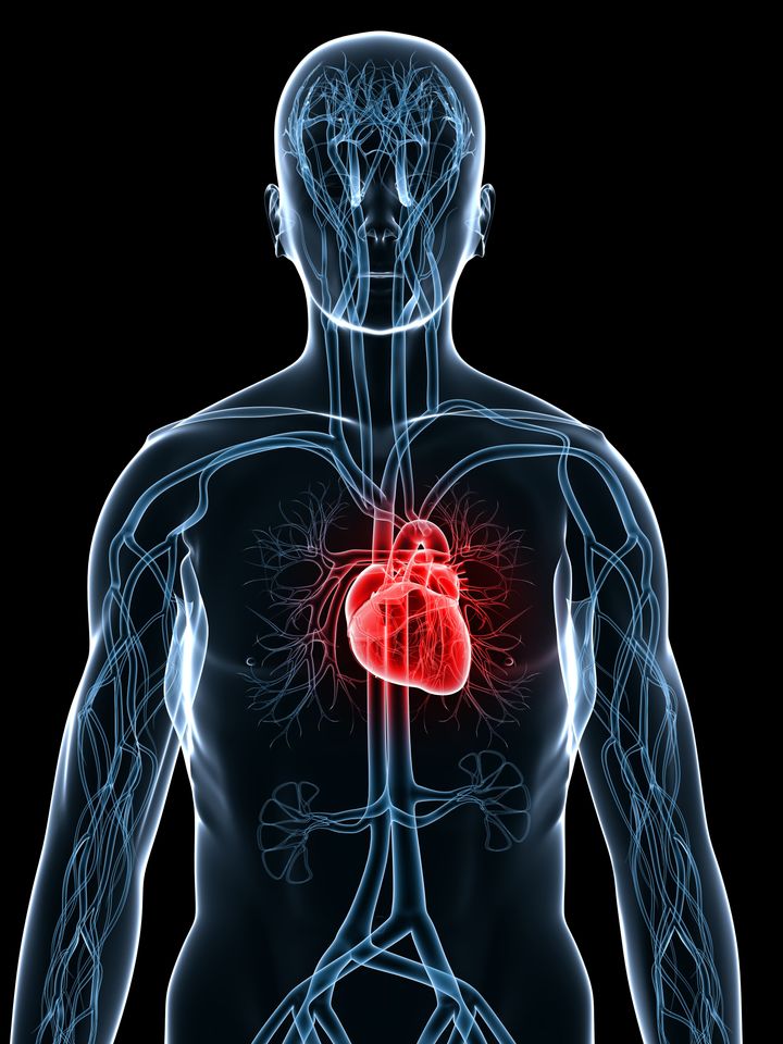 Specialized Immune Cells Fight Hardening Arteries | HuffPost Life