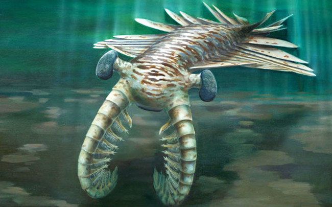 Anomalocaris, Giant Hawk-Eyed Shrimp, Was The World's First Super ...