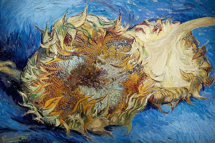 Van Gogh's Sunflowers Were Mutants, Gene Study Suggests (photos 