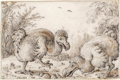 Dodos' Lifestyle Pre-Extinction Brought To Light By Muddy Pit In