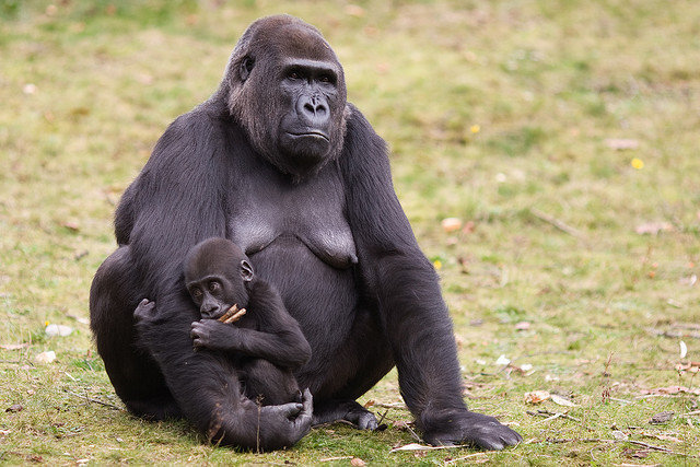 monkey weaning