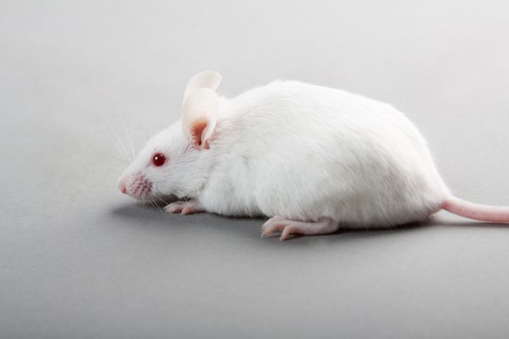 Disrupted Sleep Patterns Hinder Mice's Fertility, Study Finds 