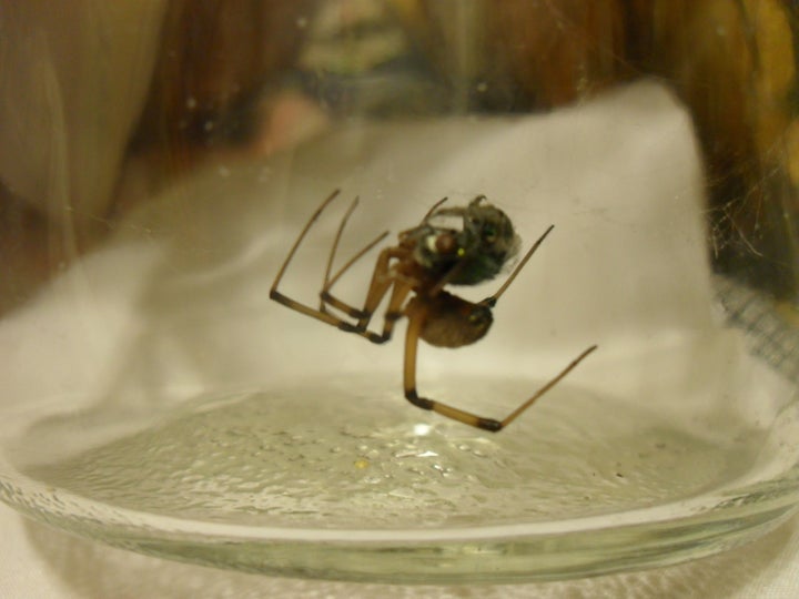 Spider Species, Humboldt County