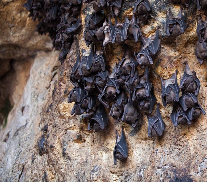 bats hanging on a rock in a cave