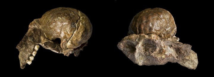 Description 1 en:Australopithecus africanus | Australopithecus ... Source | Author fr:José Braga | José Braga ;Didier Descou