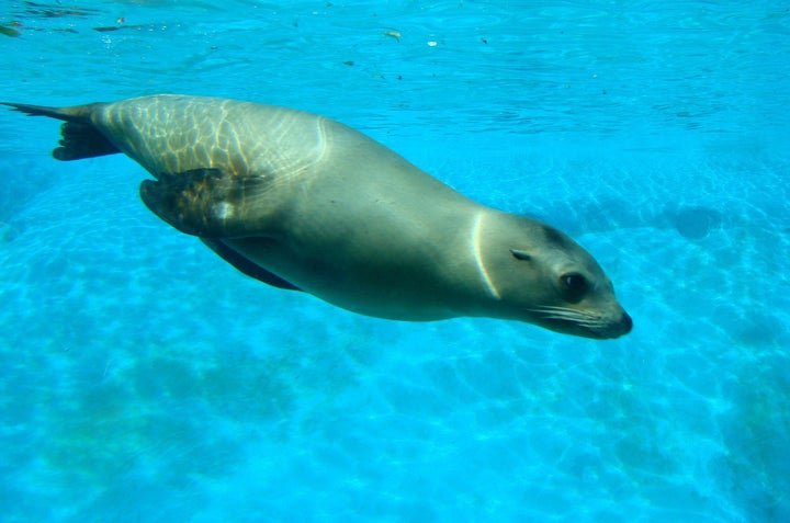 Sea lions prepare for 'Opening Day'