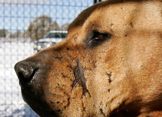 Michael Vick admits to owning pet dog