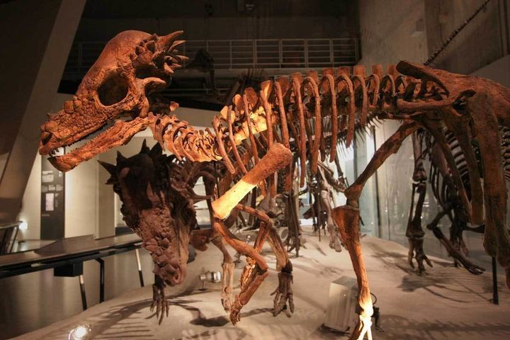 Description Pachycephalosaurus - 01 | Source http://www. flickr. com/photos/kabacchi/3434106037/ Pachycephalosaurus - 01 Uploaded by FunkMonk ... 