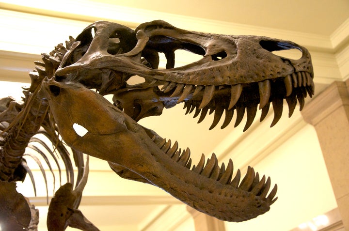 description 1 Juvenile Tyrannosaurus Rex aka Nanotyrannus mounted at the Carnegie Museum of Natural History, Pittsburgh | date 2011-08-23 | ...