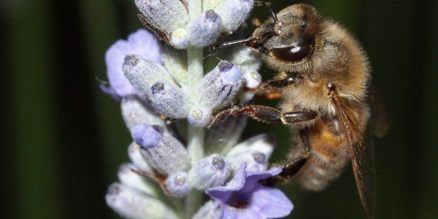 honeybee resting on lavender...