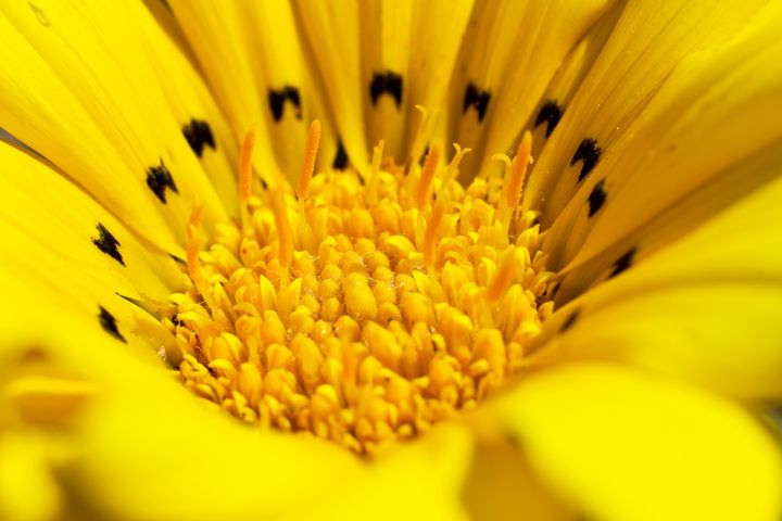 yellow chrysanthemums flower on ...
