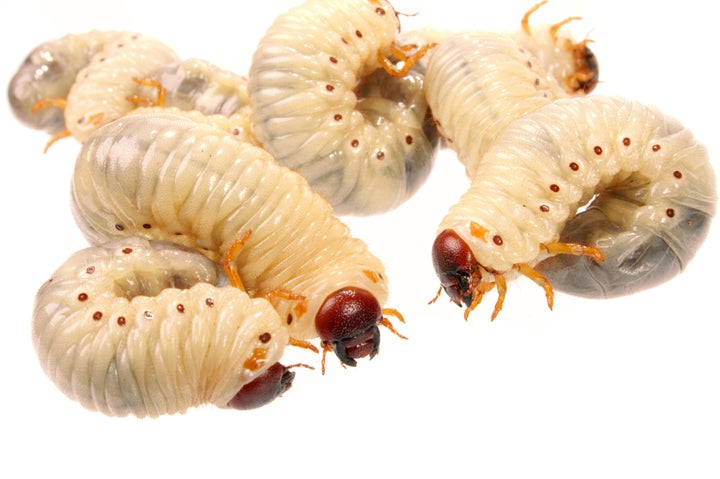 maggots