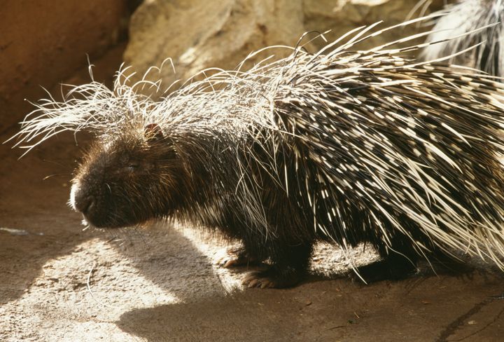 south african porcupine