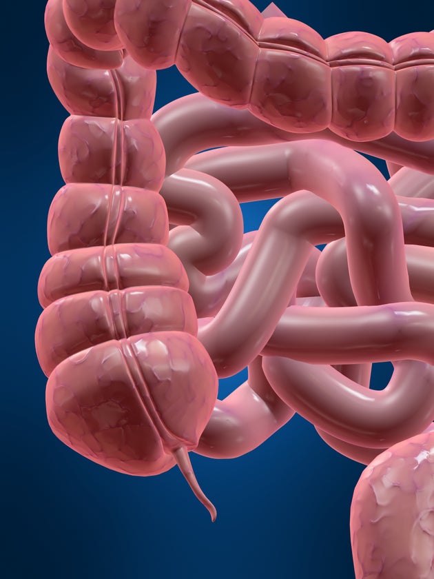 Appendix Evolved Over 30 Times, May Perform Useful Function, Researchers  Say | HuffPost