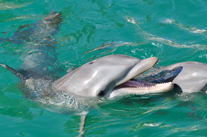 bottle nose dolphin smiling