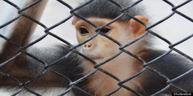 monkey in a cage