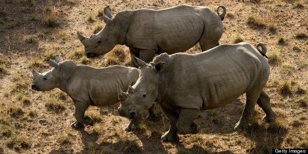 NORTH WEST, SOUTH AFRICA ? NOVEMBER 24: (SOUTH AFRICA OUT) Rhino's on the Finfoot Lake Reserve on November 24, 2012 in North West, South Africa. Eight rhino on the farm were slaughtered by poachers. (Photo by Daniel Born / The Times / Gallo Images / Getty Images)