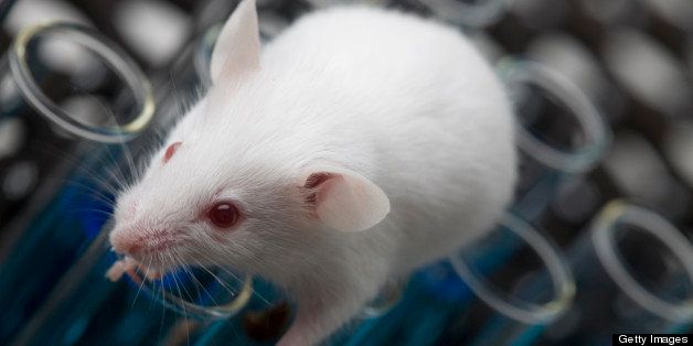 White Laboratory Mouse On Top of Test Tubes