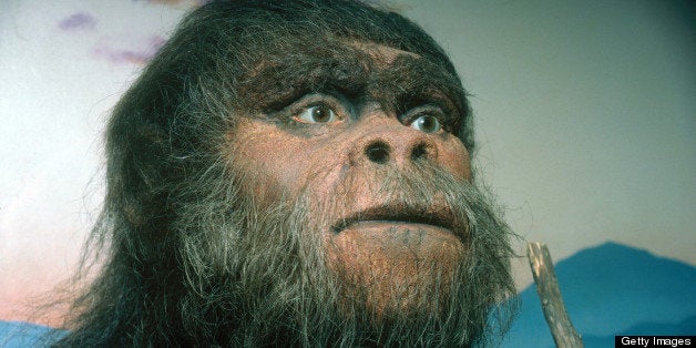 Paranthropus robustus. A model of the early hominid Paranthropus robustus. P. robustus means 'robust equal of man' and the name is sometimes used interchangeably with Australopithecus robustus. P. robustus had a long, broad flattish face with facial buttre