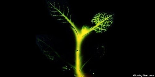 acheter une plante Coffret surprise de plantes d'intérieur