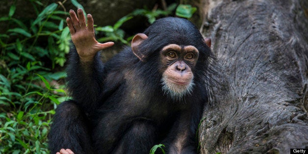 Chimpanzee youngster waving hand