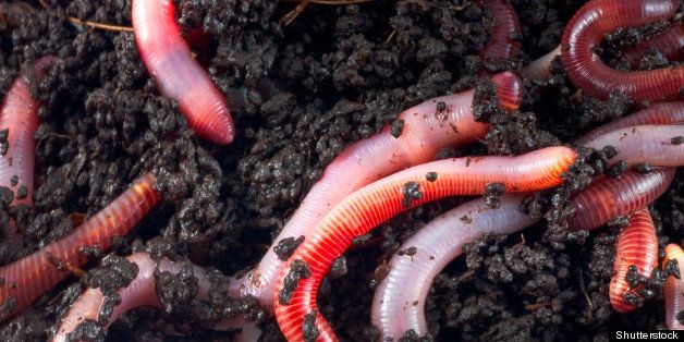 Earthworms Avoidance Of Beetles Boosts Plant Growth - 