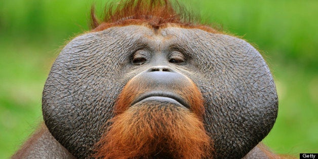 close-up of a proud orangutan