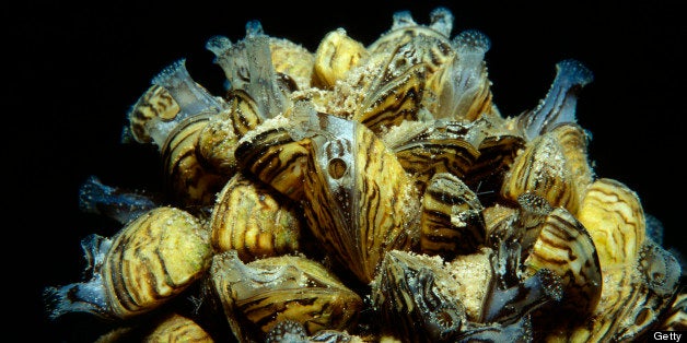 Zebra Mussel, Dreissena polymorpha, Lake Grundlsee, Austria