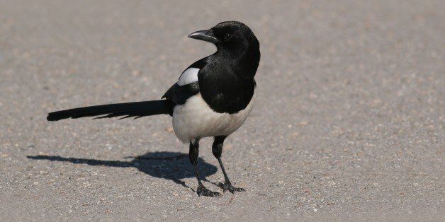 sly magpie standing on a road