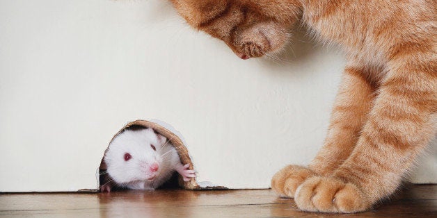 Cat standing over mouse peeking out of mouse hole