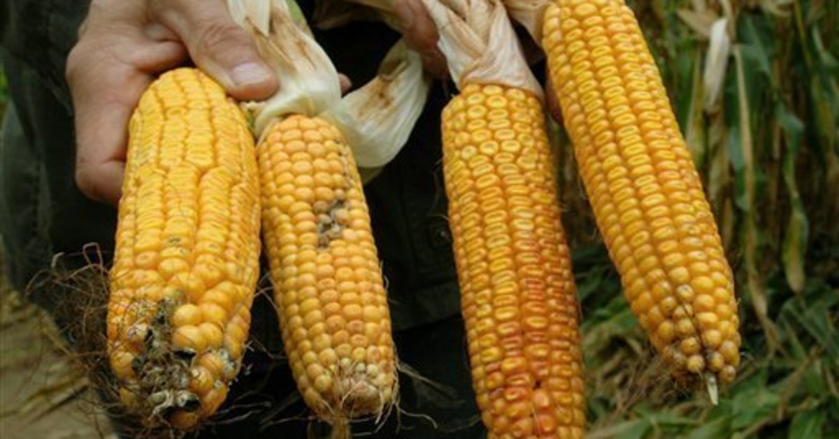 Monsanto's GMO Corn Linked To Organ Failure, Study Reveals HuffPost UK