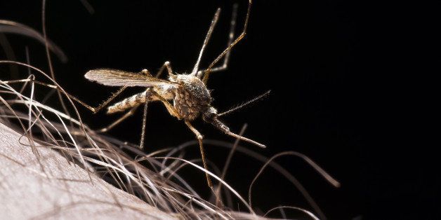 close up of mosquito on hairy...