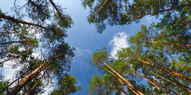 high trees in the forest...