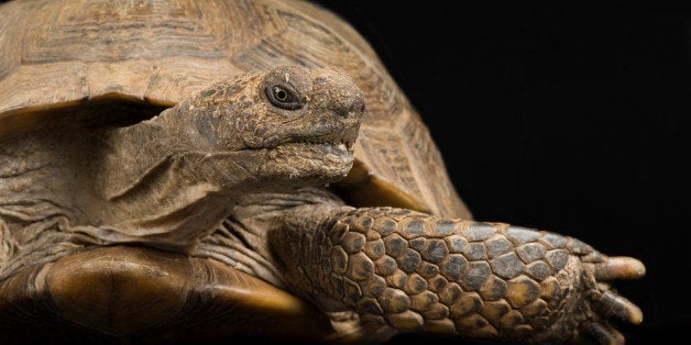 UNITED STATES - NOVEMBER 06: An Arizona desert tortoise, Gopherus agassizii, Rolling Hills Wildlife Adventure, Salina, Kansa